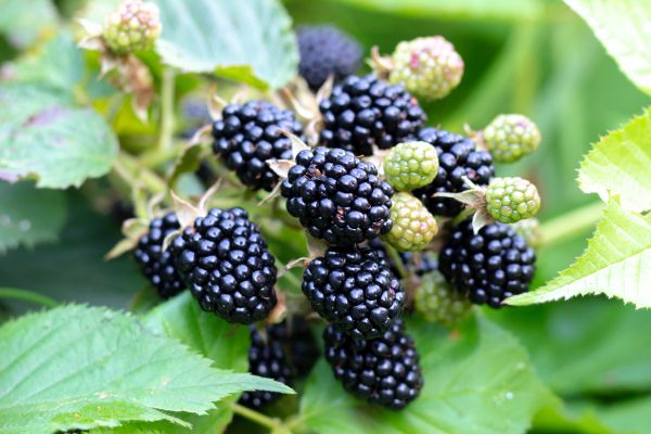 Blackberry Bush Removal in Bainbridge Island