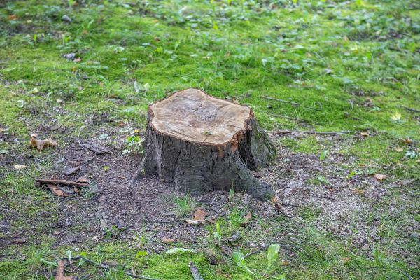 Bush Stump Removal in Bainbridge Island