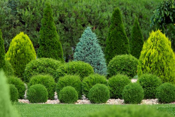 Cost of Bush Trimming Service in Bainbridge Island