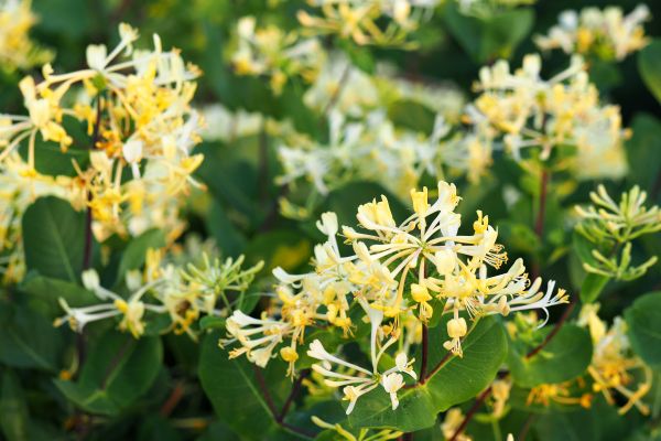 Cost of Honeysuckle Removal in Bainbridge Island