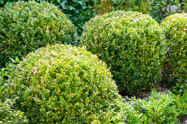 Cost of Landscape Trimming Service in Bainbridge Island