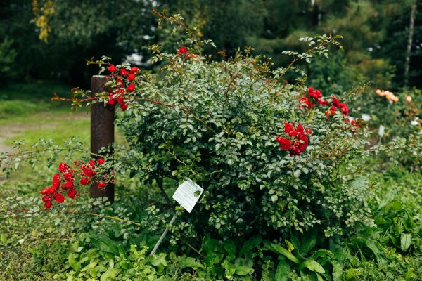 Rose Bush Removal in Bainbridge Island