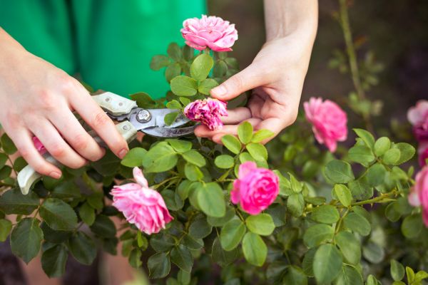 Cost of Rose Trimming in Bainbridge Island