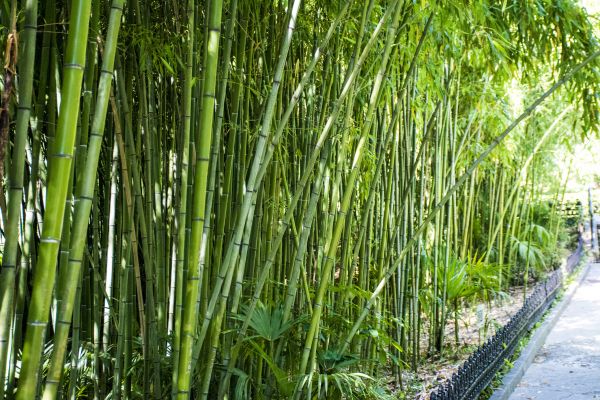Bamboo Root Removal in Bainbridge Island