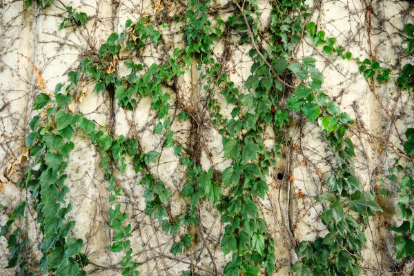 Vine Removal Service in Bainbridge Island