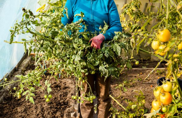 Garden Plant Removal in Bainbridge Island