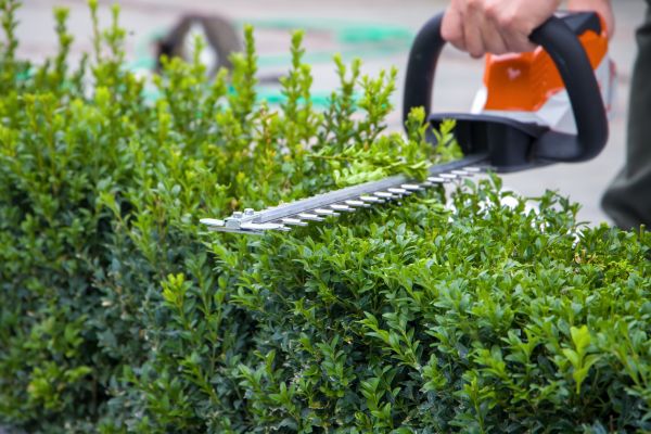 Hedge Shearing in Bainbridge Island