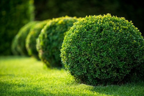 Bush Pruning in Bainbridge Island