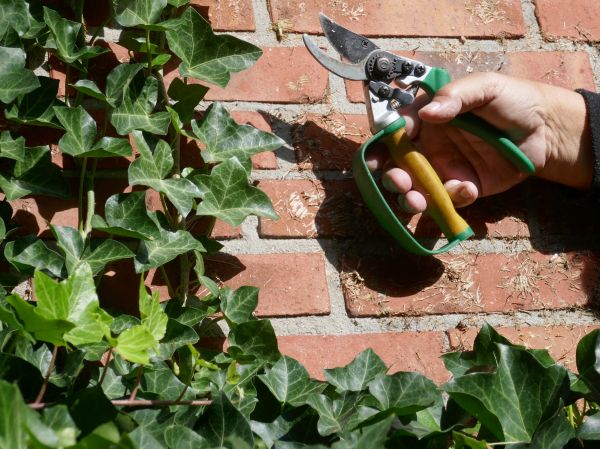 Ivy Removal Service in Bainbridge Island