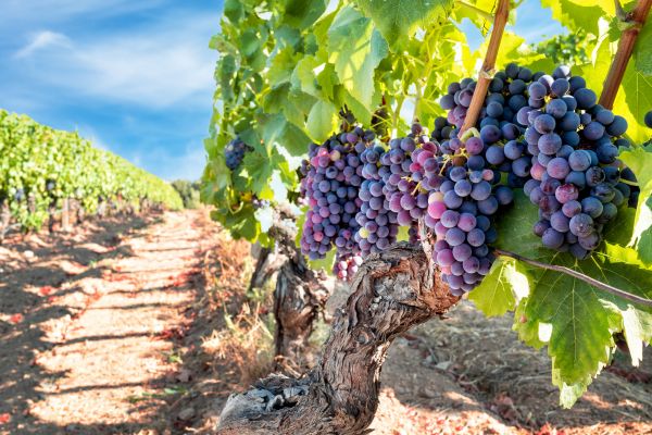 Grapevine Pruning in Bainbridge Island