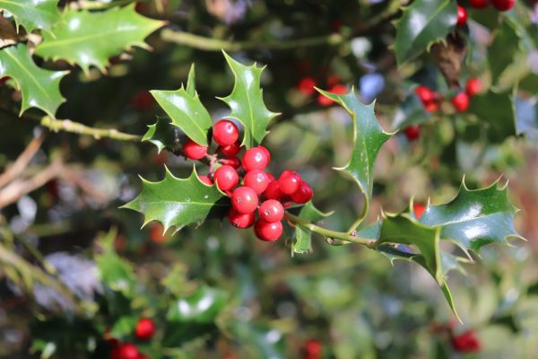 Cost of Holly Tree Trimming in Bainbridge Island
