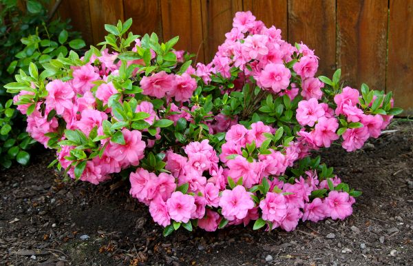 Azaleas Removal in Bainbridge Island
