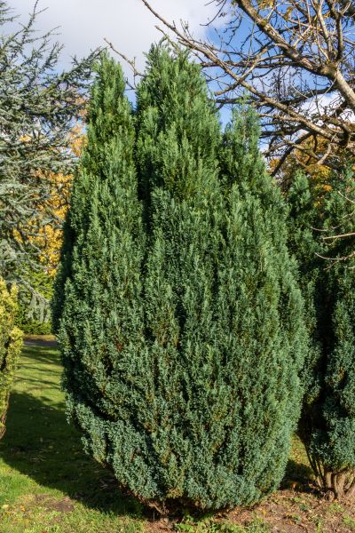 Cost of Juniper Trimming in Bainbridge Island