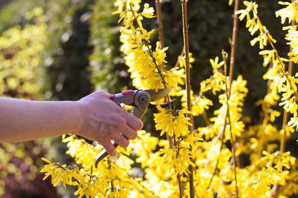 Forsythia Pruning in Bainbridge Island