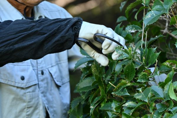 Holly Pruning in Bainbridge Island