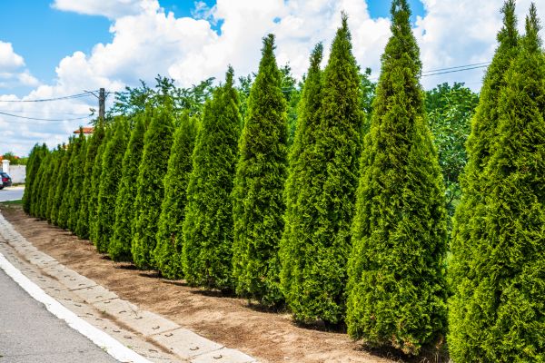 Arborvitae Shearing in Bainbridge Island