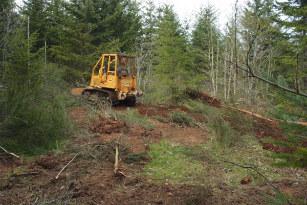 Shrubbery Clearing in Bainbridge Island