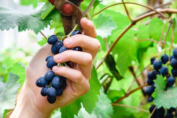 Cost of Vineyard Pruning in Bainbridge Island