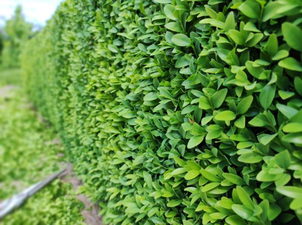 Boxwood Pruning in Bainbridge Island