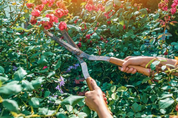 Knockout Roses Pruning in Bainbridge Island