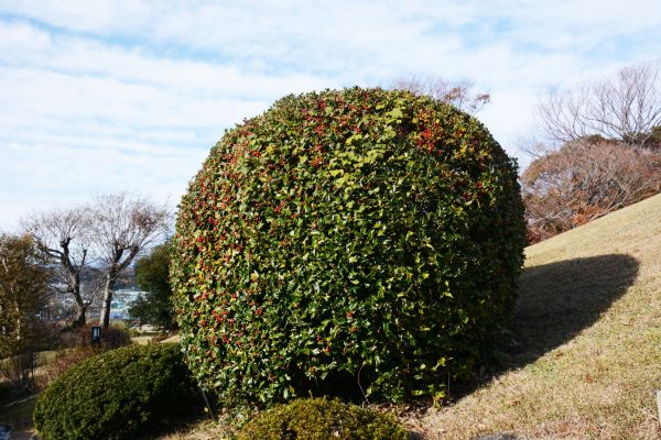 Cost of Holly Shrub Pruning in Bainbridge Island