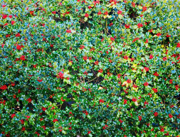 Holly Bush Removal in Bainbridge Island