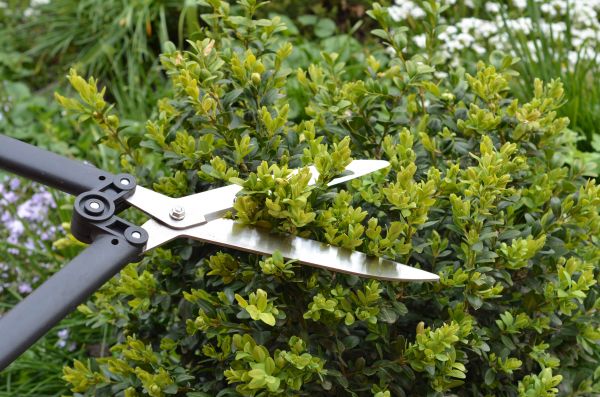 Boxwood Trimming in Bainbridge Island