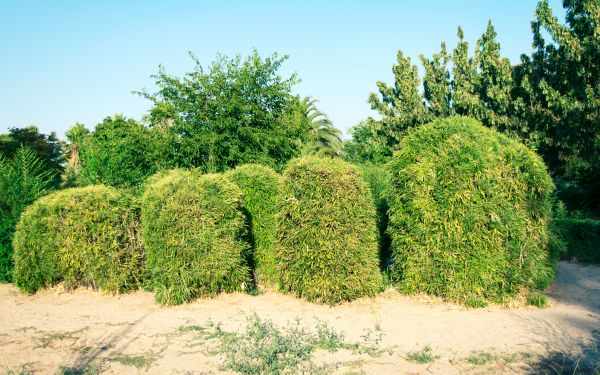 Bamboo Hedge Removal in Bainbridge Island