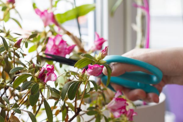 Azalea Pruning in Bainbridge Island