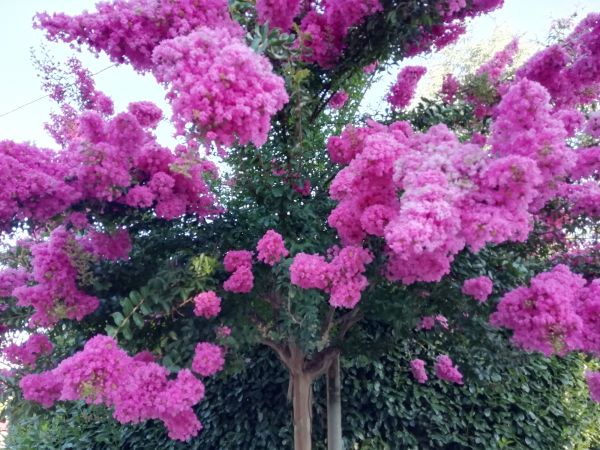 Cost of Crape Myrtle Pruning in Bainbridge Island