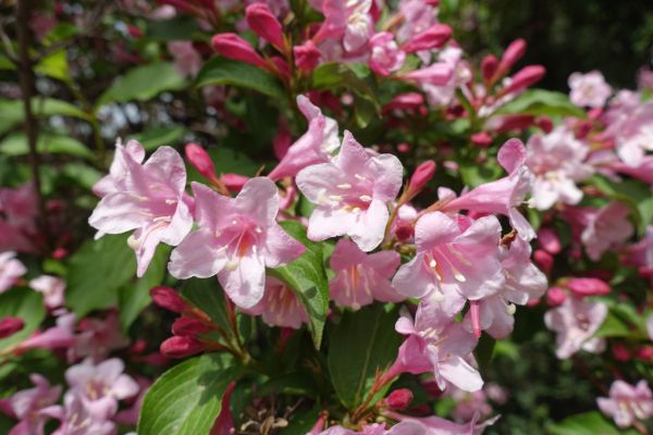 Weigela Pruning Service in Bainbridge Island