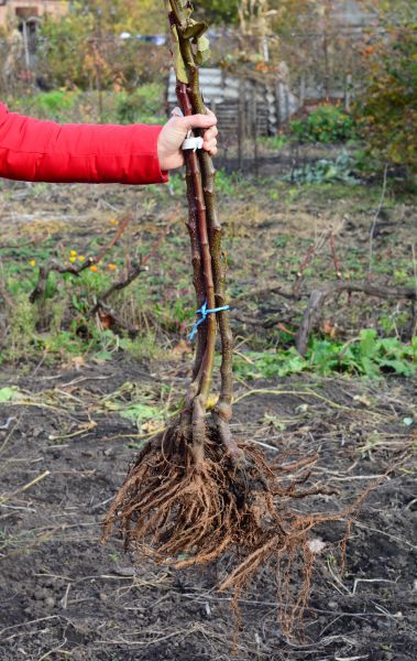 Cost of Shrub Root Removal in Bainbridge Island