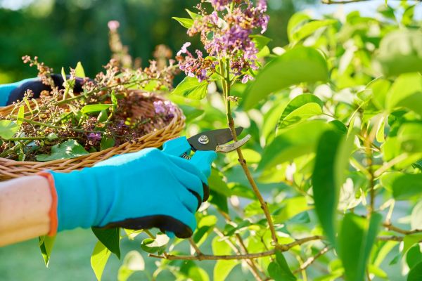 Lilac Trimming Service in Bainbridge Island