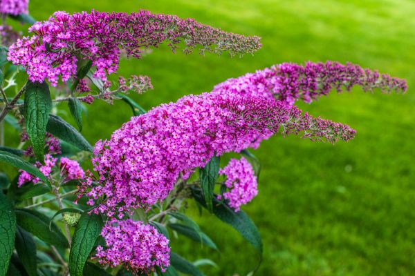 Butterfly Bush Removal in Bainbridge Island