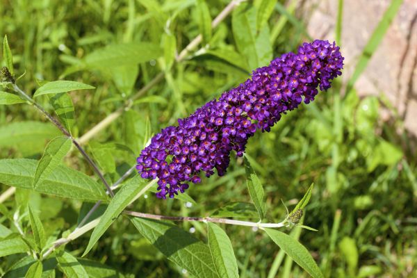 Butterfly Bush Pruning in Bainbridge Island