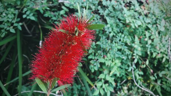Cost of Bottlebrush Pruning in Bainbridge Island