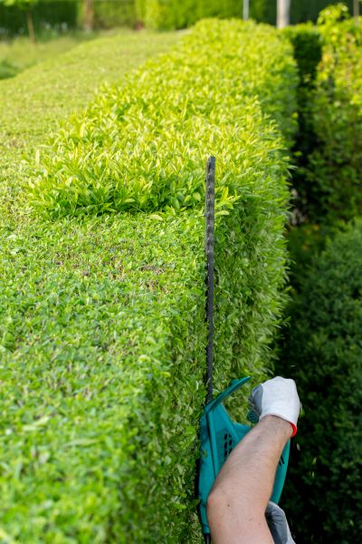 Hedge Trimming in Bainbridge Island
