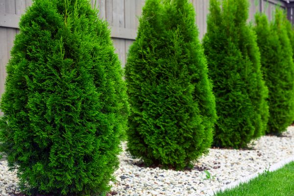 Cost of Arborvitae Trimming in Bainbridge Island